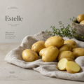 Potatis Estelle – Bjäre/Laholm
